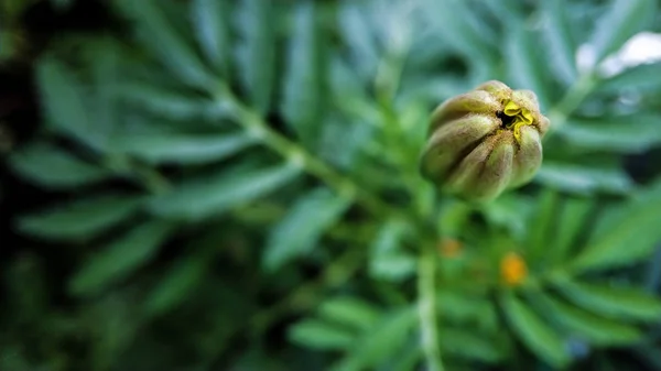 Oöppnade knoppar av ringblommor närbild mot en bakgrund av grönt lövverk — Stockfoto