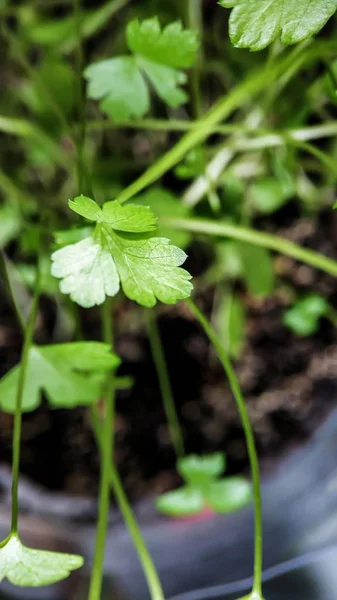 Green shoots. Parsley sprouts close-up. Seasoning to dishes. Home garden
