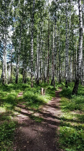 Verdes de Rusia soleado día de verano. Caminos, pinos, abedules y arbustos a la luz natural — Foto de Stock