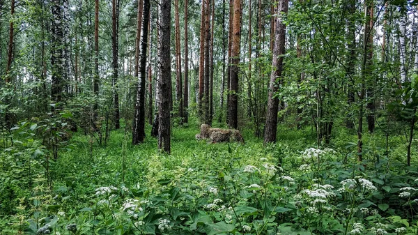 Verdes de Rusia soleado día de verano. Caminos, pinos, abedules y arbustos a la luz natural — Foto de Stock