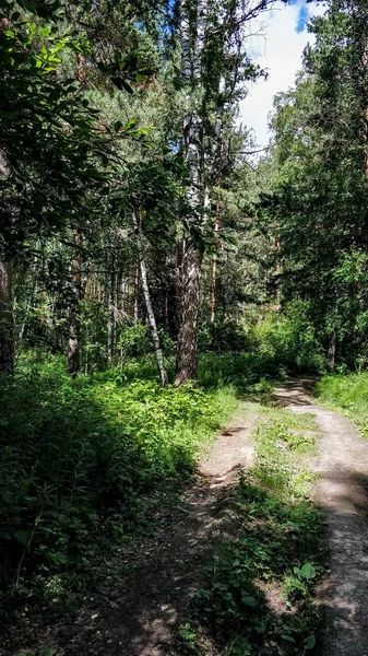 Grüns Russlands sonniger Sommertag. Wege, Kiefern, Birken und Büsche in natürlichem Licht — Stockfoto