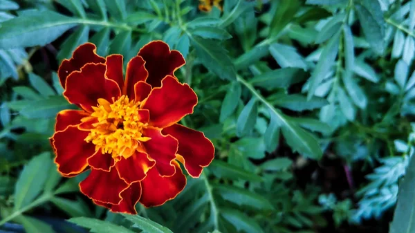 Genda Flower Meaning In English Best Flower Site