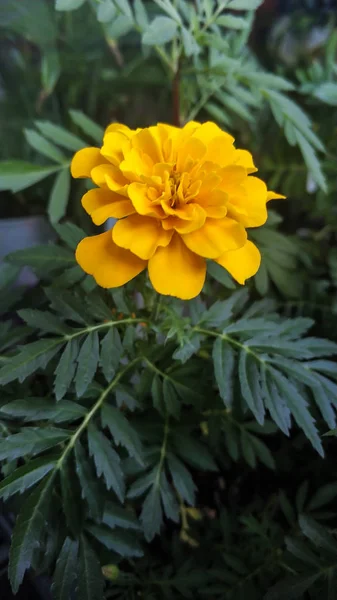 橙花万寿菊特写宏。黄开芽植物生长在家里。背景是绿叶。对于背景、屏幕、打印 — 图库照片