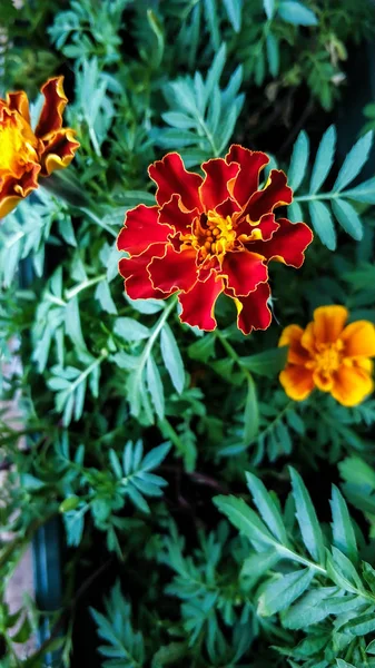 Na oranžovou květináč se blíží. Červený otevřený bud ' doma. Na pozadí zeleného listí. Pro pozadí, obrazovku, tisk — Stock fotografie