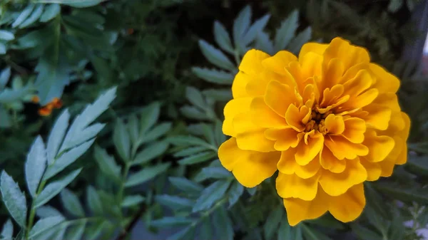 Flor naranja caléndula primer plano macro. Plantas amarillas de brotes abiertos cultivados en casa. Contra el follaje verde de fondo. Para fondo, pantalla, impresión — Foto de Stock