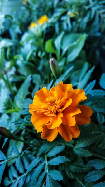 Portakal çiçeği kadife çiçeği yakın çekim makro. Sarı evde yetiştirilen tomurcuk bitkileri açtı. Arka planda yeşil yeşillik. Arka plan, ekran, yazdırma için — Stok fotoğraf