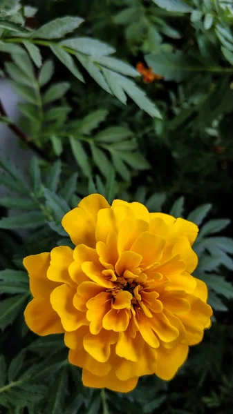 橙花万寿菊特写宏。黄开芽植物生长在家里。背景是绿叶。对于背景、屏幕、打印 — 图库照片