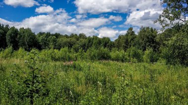 Güzel yeşil yüksek lugana ağaçları ve orman arka plan. Doğal renklerde güneşli yaz günü. Çayır ve orman çiçekleri, çalılıklar