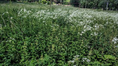 Güzel yeşil yüksek lugana ağaçları ve orman arka plan. Doğal renklerde güneşli yaz günü. Çayır ve orman çiçekleri, çalılıklar