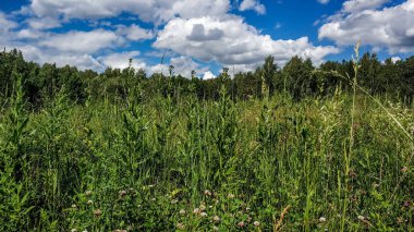 Güzel yeşil yüksek lugana ağaçları ve orman arka plan. Doğal renklerde güneşli yaz günü. Çayır ve orman çiçekleri, çalılıklar