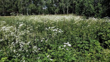 Güzel yeşil yüksek lugana ağaçları ve orman arka plan. Doğal renklerde güneşli yaz günü. Çayır ve orman çiçekleri, çalılıklar