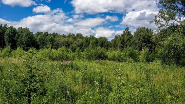 Güzel yeşil yüksek lugana ağaçları ve orman arka plan. Doğal renklerde güneşli yaz günü. Çayır ve orman çiçekleri, çalılıklar