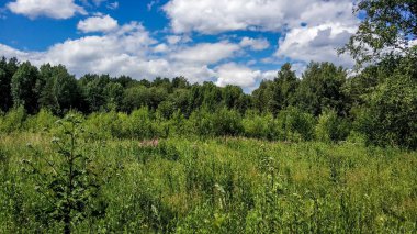 Güzel yeşil yüksek lugana ağaçları ve orman arka plan. Doğal renklerde güneşli yaz günü. Çayır ve orman çiçekleri, çalılıklar