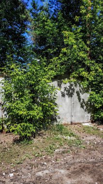 güneşli bir yaz gününde eski çalılar büyümüş demir garajlar