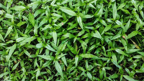 Grön skog matta av små växter närbild makro, textur, bakgrund — Stockfoto