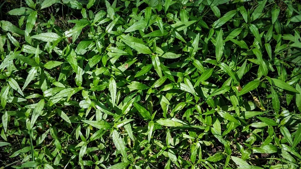 Grön skog matta av små växter närbild makro, textur, bakgrund — Stockfoto