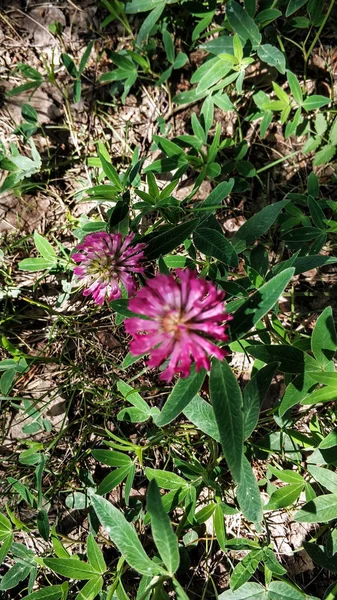 Wiele kwiatów koniczyny w lesie Polanie w słoneczny letni dzień — Zdjęcie stockowe