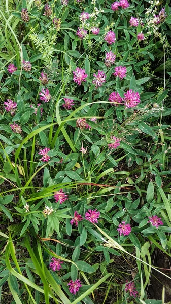 Güneşli bir yaz gününde bir orman Glade yonca birçok çiçek