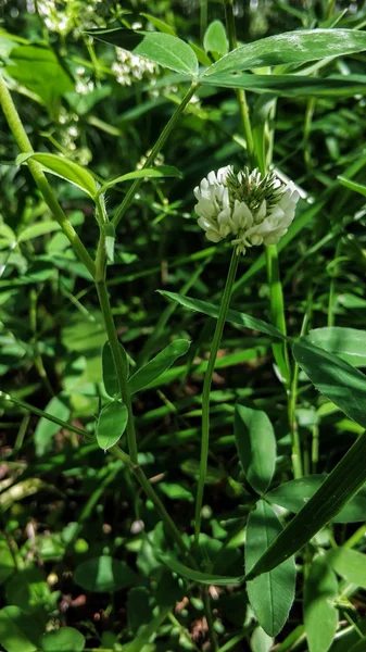 Güneşli bir yaz gününde bir orman Glade yonca birçok çiçek — Stok fotoğraf