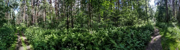 Bosque panorama ruso. Senderos, árboles, plantas, matorrales, verano — Foto de Stock