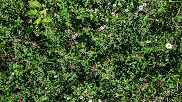 Många blommor av klöver i skogsgläntan en solig sommardag — Stockfoto