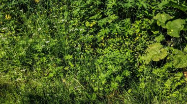Çimen yakın makro kalınları. Ormanda bir su birikintisi yakınında çim ve çiçekler