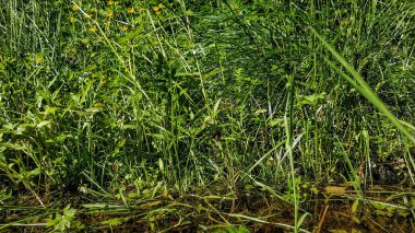 Çimen yakın makro kalınları. Ormanda bir su birikintisi yakınında çim ve çiçekler