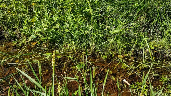 Çimen yakın makro kalınları. Ormanda bir su birikintisi yakınında çim ve çiçekler