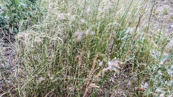 Snår av gräs närbild makro. Gräs och blommor nära en pöl i skogen — Stockfoto