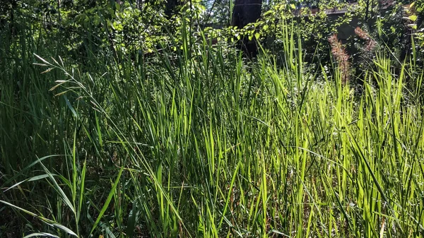 Çimen yakın makro kalınları. Ormanda bir su birikintisi yakınında çim ve çiçekler