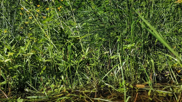 Snår av gräs närbild makro. Gräs och blommor nära en pöl i skogen — Stockfoto
