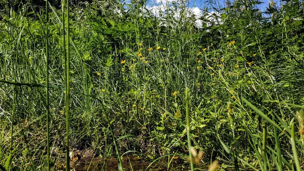 Snår av gräs närbild makro. Gräs och blommor nära en pöl i skogen — Stockfoto