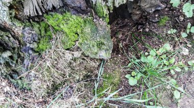 Termitler delikler ile eski ağaç. Ölü bir ağaca yeşil yosun