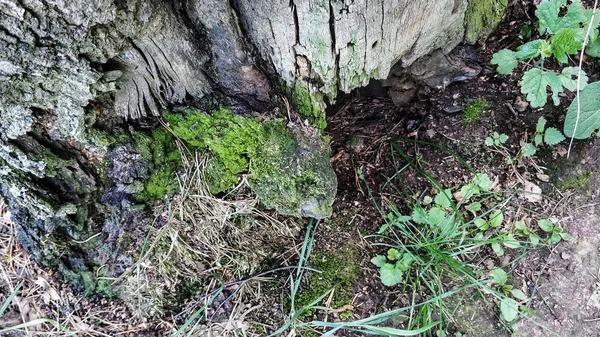 Alter Baum mit Löchern von Termiten. Grünes Moos auf einem abgestorbenen Baum — Stockfoto