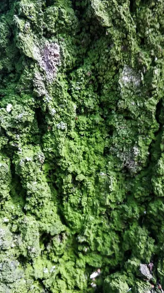 Árbol viejo con agujeros de termitas. Musgo verde en un árbol muerto —  Fotos de Stock