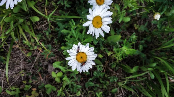 Twee vuur kevers op een witte Daisy close-up op een achtergrond van groen gras — Stockfoto