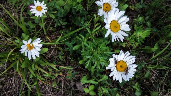 緑の草を背景に白いデイジークローズアップの2つの火のカブトムシ — ストック写真