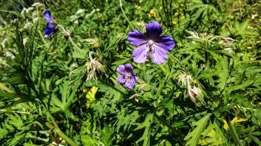 Lupinus, lupin, mor ve mavi çiçekli lupin tarlası. Bir grup lupin yaz çiçeği arkaplanı