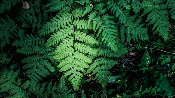 Bela folha verde de uma samambaia em iluminação escura no fundo das folhas de verão — Fotografia de Stock