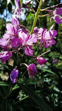 Yeşil yaprakların bir arka plan karşı Urallar güneşli bir yaz gününde Orman güzel çiçekler