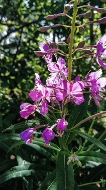 Yeşil yaprakların bir arka plan karşı Urallar güneşli bir yaz gününde Orman güzel çiçekler