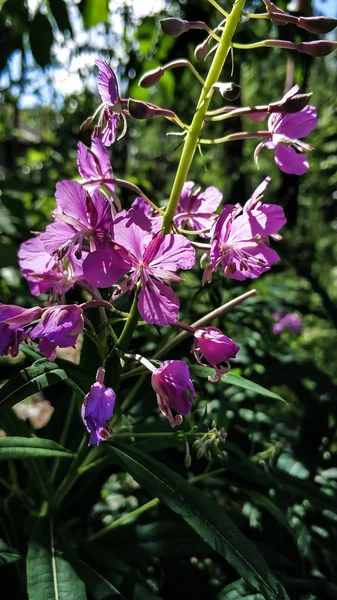 Bosque hermosas flores en un día soleado de verano en los Urales sobre un fondo de hojas verdes — Foto de Stock