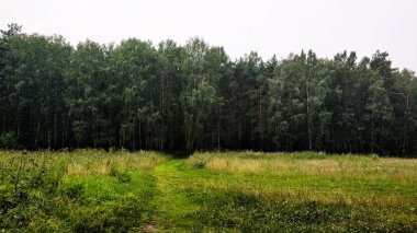 Rusya'da bulutlu bir yaz gününde arka planda Orman