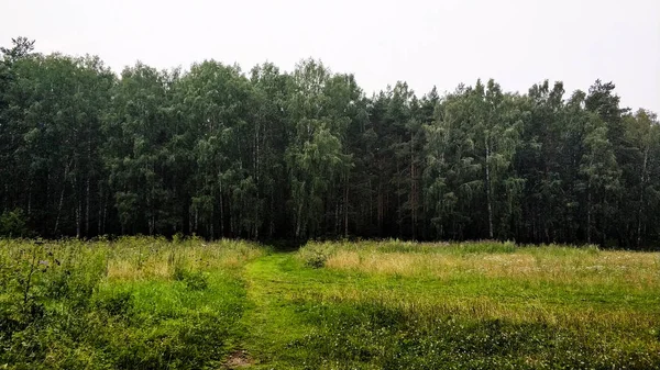 Bosque en el fondo en un día nublado de verano en Rusia — Foto de Stock