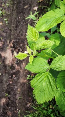 ahududu yaprağı yakın çekim orman parkurları ve yeşil yaprakları arka plan üzerinde
