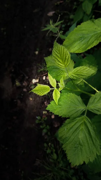 Liść malinowy zbliżenie na tle leśnych szlaków i zielonych liści w ciemnym leczeniu, z naciskiem — Zdjęcie stockowe