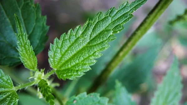 Młode zielone Liść pokrzywy zbliżenie na tle zieleni. Pokrzywa dla zdrowia, tradycyjnej medycyny, wywary — Zdjęcie stockowe
