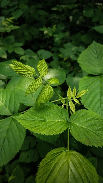 Hoja de frambuesa primer plano sobre un fondo de hojas verdes del bosque en un tratamiento oscuro, con un enfoque —  Fotos de Stock