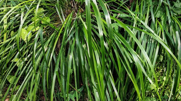 Naturlig bakgrund, grön sedge närbild. Glänsande, blank gräsplanta — Stockfoto