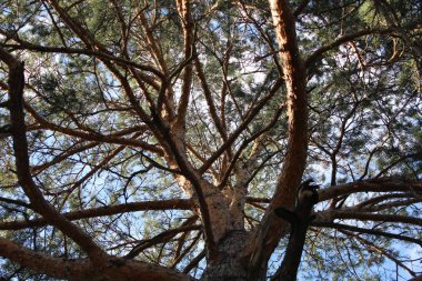 Çam alttan görünüm